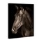 Stupell Industries Strong Stallion Horse Portrait Canvas, design by Marcus Prime